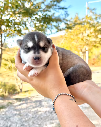 Cuccioli siberian husky