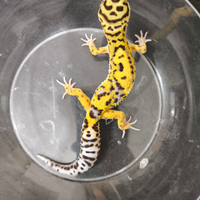 Gechi leopardini