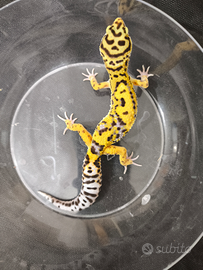 Gechi leopardini