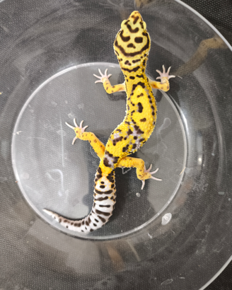 Gechi leopardini