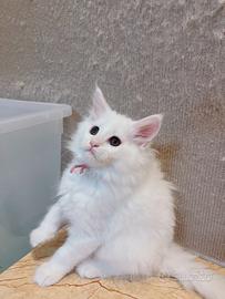 Maine coon femmina