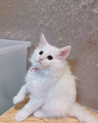 Maine coon femmina