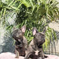 Bouledogue francese
