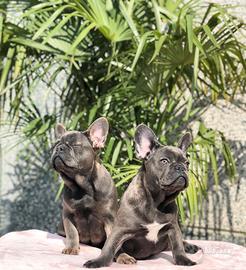 Bouledogue francese