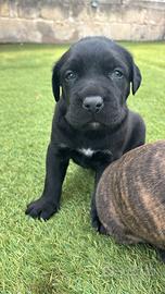 CANE CORSO