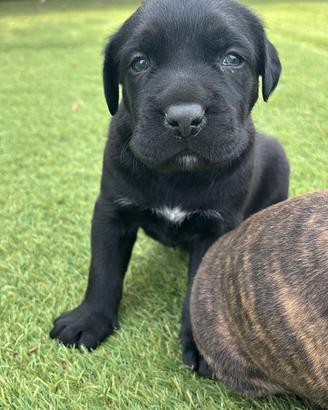 CANE CORSO