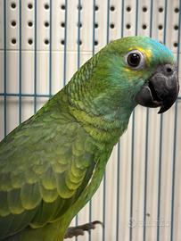 Amazzoni fronte blu anche a rate