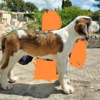 Cane di San Bernardo
