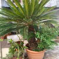 Cycas in vaso