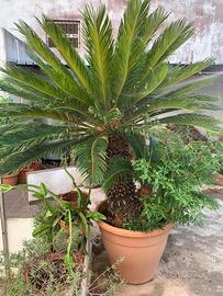 Cycas in vaso