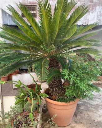 Cycas in vaso