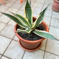 Pianta grassa