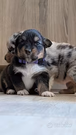Cuccioli di pastore australiano