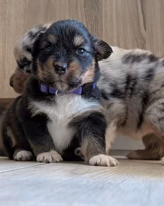 Cuccioli di pastore australiano
