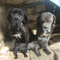Cuccioli cane Corso antico