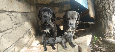Cuccioli cane Corso antico
