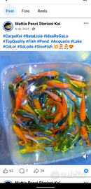 Carpe Koi e tutti i pesci che volete