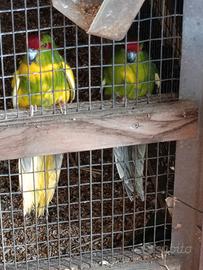 kakariki 