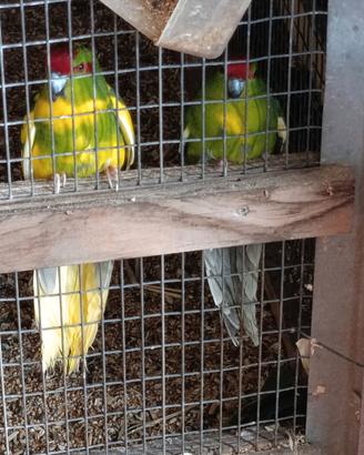 kakariki 