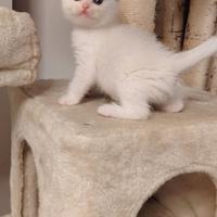 British fold /shorthair