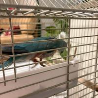 Parrocchetto dal collare