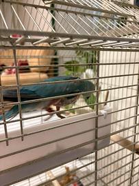 Parrocchetto dal collare