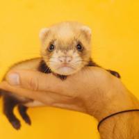 Cuccioli Furettini