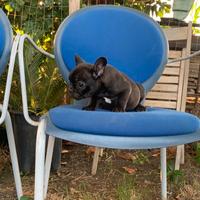 Bulldog francese