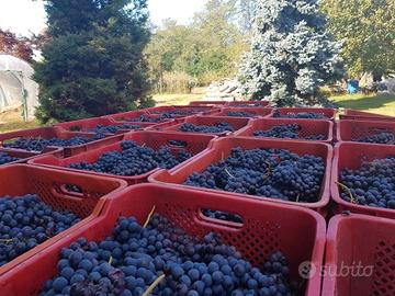 uva nebbiolo