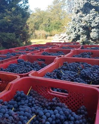 uva nebbiolo