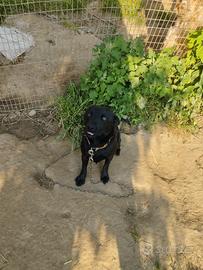 Cane meticcio