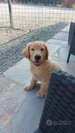 Cucciolo golden retriever americano