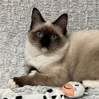 Cucciola Ragdoll Disponibile - Pedigree Vero