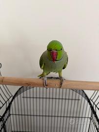 Parrocchetto dal collare allevato a mano