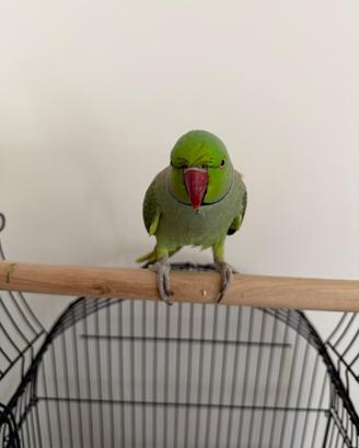 Parrocchetto dal collare allevato a mano