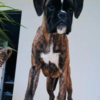 Cucciola di boxer