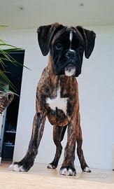 Cucciola di boxer