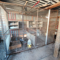 Voliera/Gabbione per allevamento piccioni