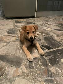 Cane lupo ceclosovacco incrocio