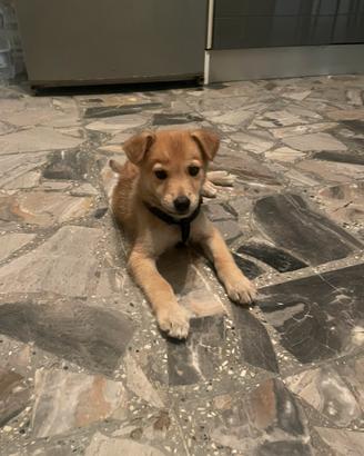 Cane lupo ceclosovacco incrocio