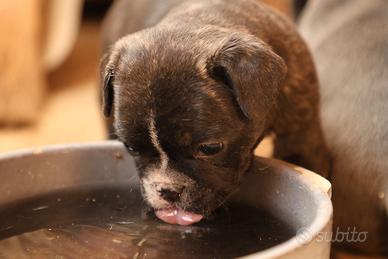 Bulldog francese