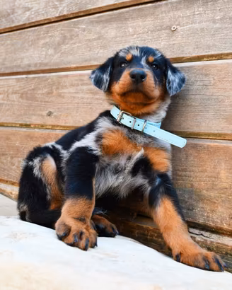 Cucciolo BEAUCERON maschio arlecchino