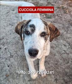Coppa cucciola futura taglia media