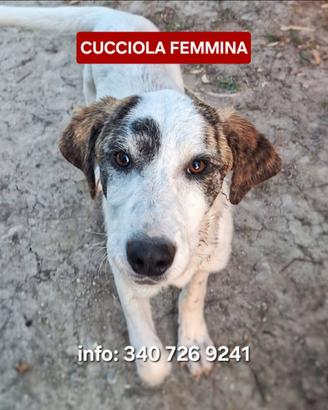 Coppa cucciola futura taglia media