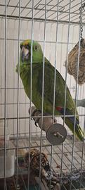 Amazzone Aurapalliata ( nuca gialla)