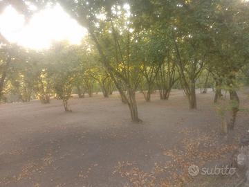 Terreno Agricolo