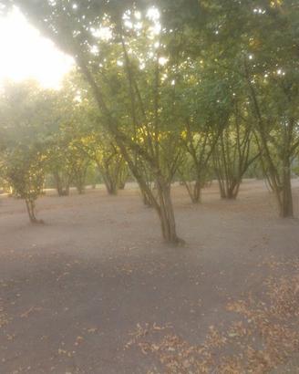 Terreno Agricolo