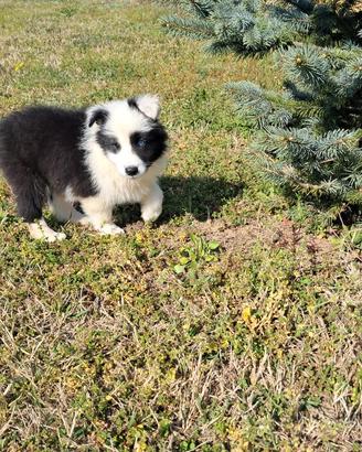 Border collie canova