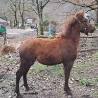 Puledro
