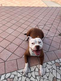Regalasi pittbull DOLCISSIMA